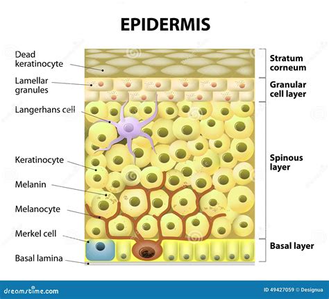 Cell In The Epidermis Stock Vector Image