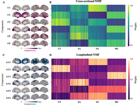 Figure From A Cross Sectional And Longitudinal Study Of Human Brain