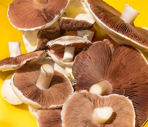 Fresh Edible Field Mushroom Stock Photo - Image of natural, fungus: 48111804