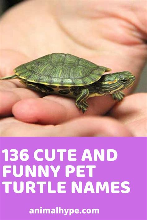 Cute Funny Pet Turtle Names Turtle Names Pet Turtle Turtle