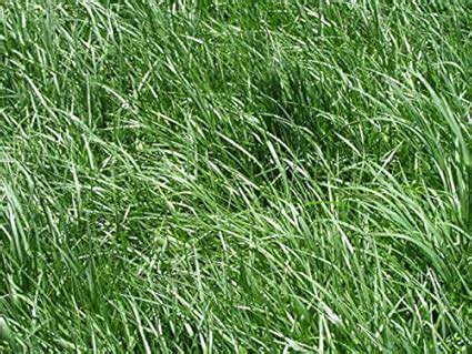 Amazon.com : Kentucky 31 Tall Fescue Grass Séẹd"Raw" 1 Lb : Garden ...