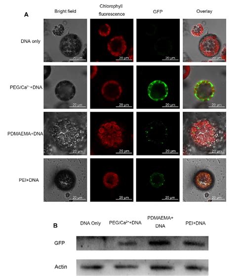 Figure 1 From Efficient Transient Expression Of Plasmid Dna Using Poly 2 N N Dimethylamino