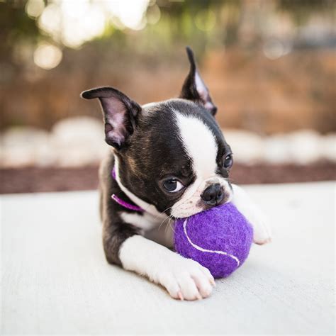 14 Fabulous Facts About The Boston Terrier | PetPress
