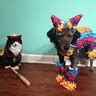 Party Animals - Costumes for Pets | DIY Costumes Under $45