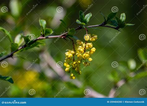 Berberis Vulgaris Flower Growing In Meadow Close Up Stock Photo