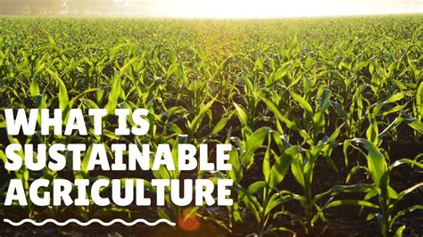 What Is Sustainable Agriculture And How We Practice It Youtube