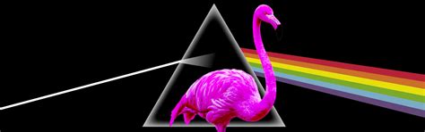 A Missing Flamingo Named Pink Floyd Has Reappeared In Texas