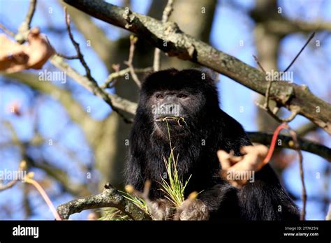 Black Howler Monkey Stock Photo - Alamy