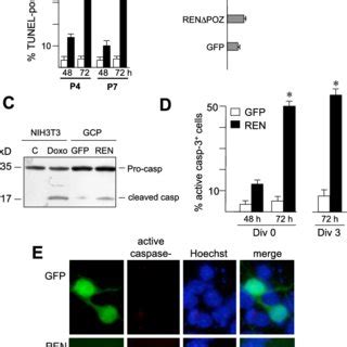 Upregulation Of REN Expression In Cultured Cerebellar GCPs Along