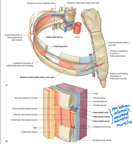 Neurovasculature Of The Chest Wall Flashcards Quizlet