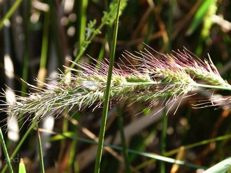 Coastal Barnyard Grass Virginia Native Plant Society