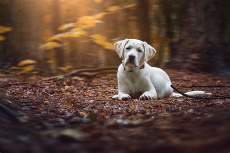 15 Best White Labrador Breeders In The United States