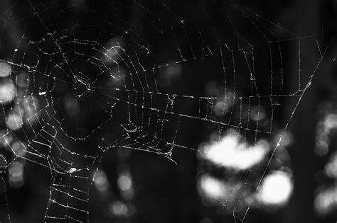 Spider Web Cobweb Insect Free Photo On Pixabay Pixabay