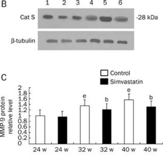 Western Blot Analysis Of MMP 9 A And Cat S B Proteins In The LV