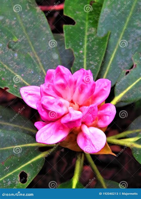 Pink Rhododendron Buds among Leaves Stock Image - Image of