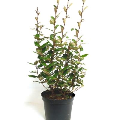 Eleagnus Chalef Eleagnus Ebbingei En Pot De L L Vente En Ligne