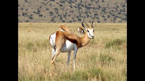 Springbok Facts Youtube