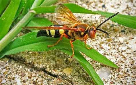 Cicada Killer Wasps Miche Pest Control