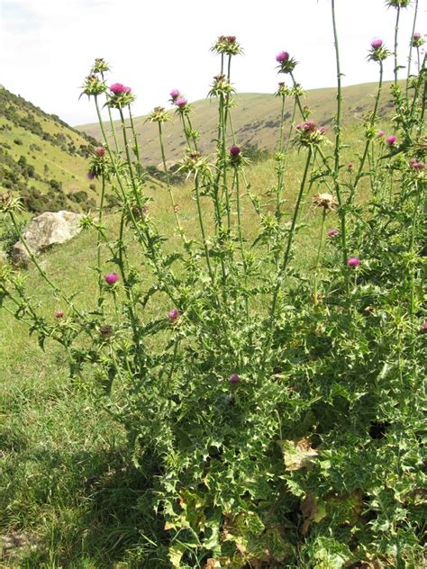 Silybum Marianum Silybum Marianum Variegated Thistle Pla Flickr