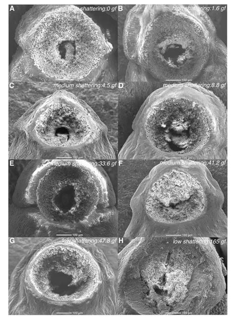 Scanning Electron Microscope I [image] Eurekalert Science News Releases