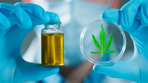 ¿qué Es El Cbd 5 Beneficios Del Aceite De Cbd Para Tu Salud Internet Seguro