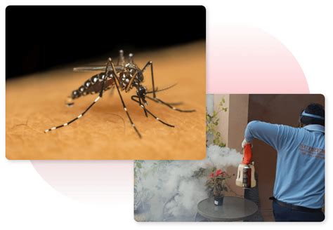 Mosquito Control Dubai Supreme Pest Control