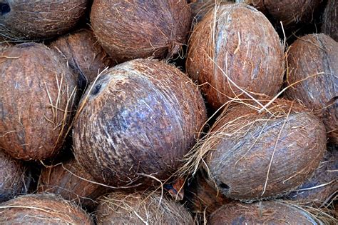 200000 Free Coconut Tree And Coconut Photos Pixabay