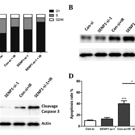 Small Ubiquitin Related Modifier Specific Protease Senp Is