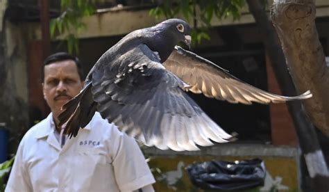 Suspected Chinese spy pigeon released after 8-month detention in India ...