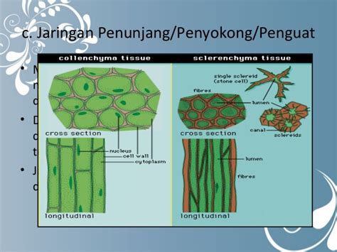 Struktur Dan Fungsi Jaringan Tumbuhan Kelas Ppt The Best Porn