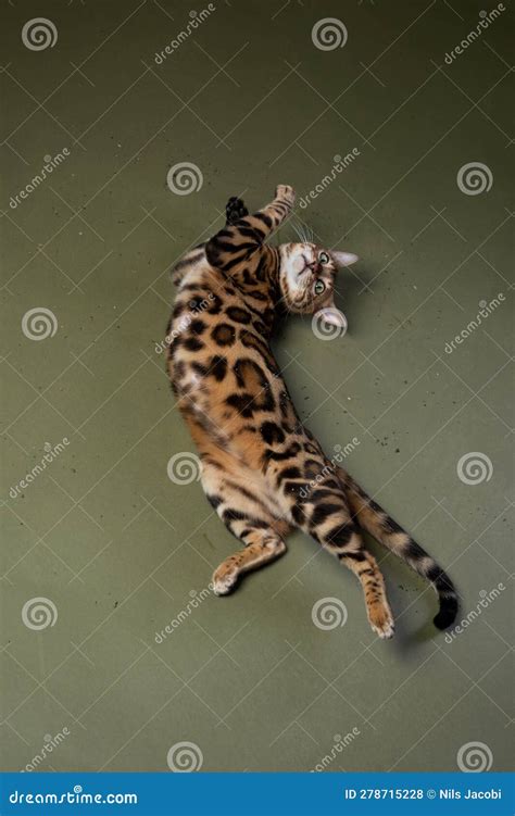 Cute Bengal Cat Rolling Over On Catnip Lying On Its Back And Showing