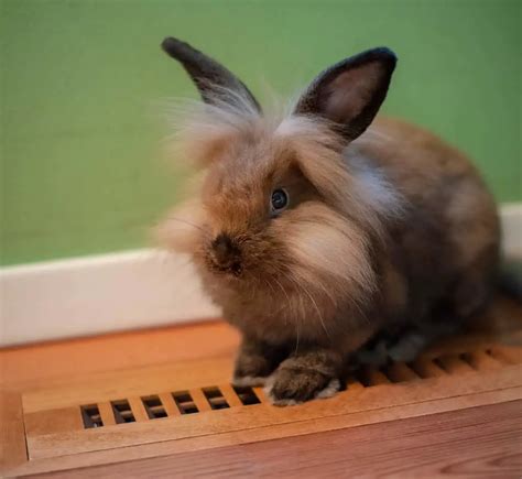 Lionhead Rabbit Care - Rabbit Care Blog