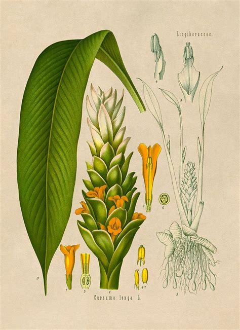 Turmeric Plant Botanical Illustration Print Mobo Etsy Turmeric