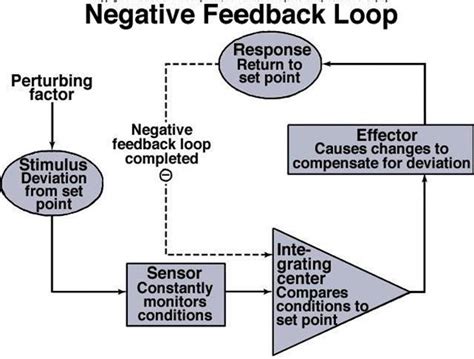 Difference Between Positive And Negative Feedback Loops Stormvery