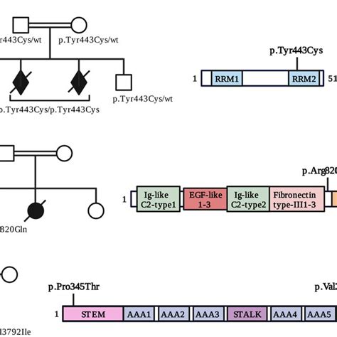 Schematic Representation Of The Three Potential Candidate Genes And