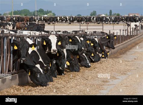 Dairy Farm Hi Res Stock Photography And Images Alamy