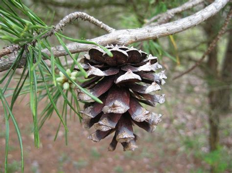 Virginia Pine Coniferous Forest