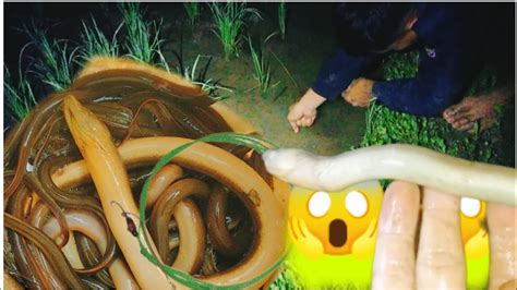 Mancing Ngobor Belut Malam Hari Belut Nya Banyak Belut Belutbabon