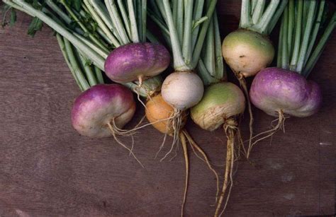 Heirloom Turnip Varieties – Mother Earth News | Organic gardening, Turnip, Mother earth news