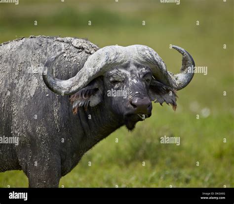 Cape Buffalo African Buffalo Syncerus Caffer Covered With White Mud