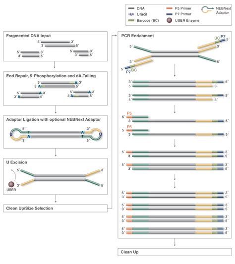 NEBNext Ultra DNA Library Prep Kit For Illumina NEB