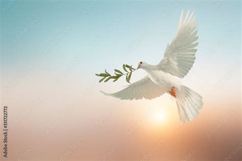 White Dove Or White Pigeon Carrying Olive Leaf Branch On Pastel