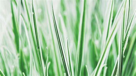 Premium Photo Green White Sedge Grass Carex Everest Background