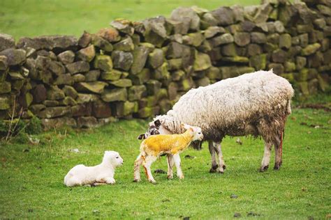 11 Sheep Birth Complications You Need To Know Before Lambing Season Starts