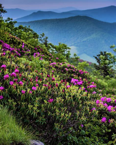 Blue Ridge Parkway Rhododendron Bloom Doll Marcelia