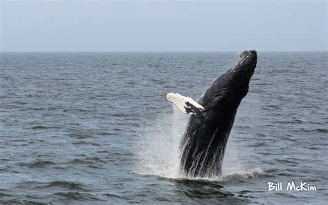 Whale Watching trip report Aug 18 2019 , Just amazing ! A Triple Breach ...