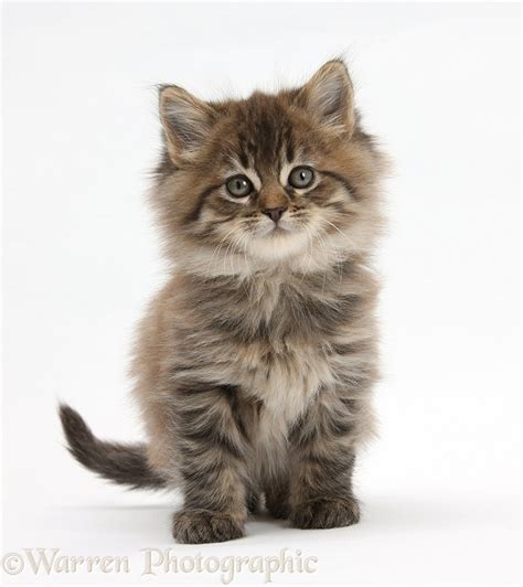 Maine Coon Kitten 7 Weeks Old Photo Wp23683