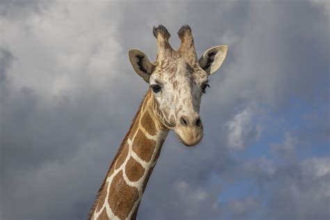 African Safari Wildlife Park celebrates World Wildlife Day with donations to conservation ...