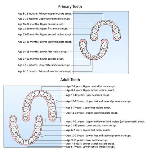 Tooth Eruption Chart Brooklawn Dental Health Center New Bedford MA