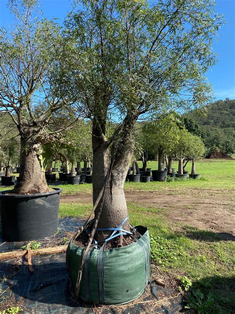 Australian Bottle Tree Root System Lindy Dudley